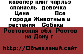  кавалер кинг чарльз спаниель -девочка › Цена ­ 45 000 - Все города Животные и растения » Собаки   . Ростовская обл.,Ростов-на-Дону г.